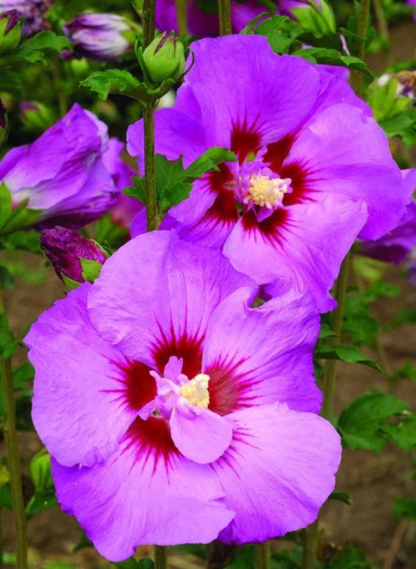 First Editions® Tahiti™ Hibiscus ( Althea ) - Rose Of Sharon For Sale