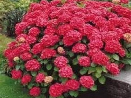 Cardinal Light Red Mophead Hydrangea Sale