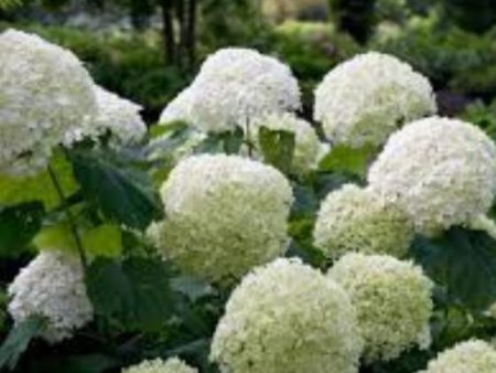 Incrediball® Smooth Hydrangea Arborescens Online now