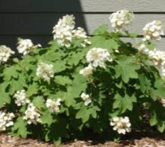 Sikes Dwarf Oakleaf Hydrangea Sale