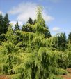 Golden Deodar Cedar Online