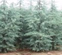 Blue Ice Arizona Cypress Tree Online now