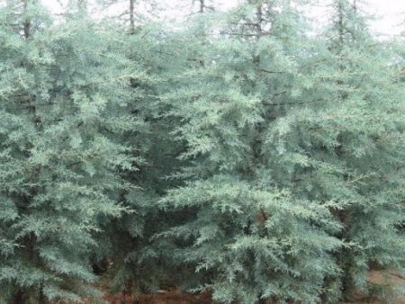 Blue Ice Arizona Cypress Tree Online now