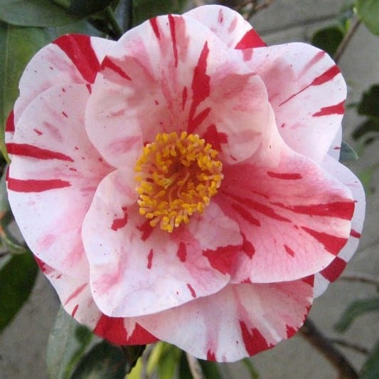 Tri color Variegated Camellia Japonica Sale