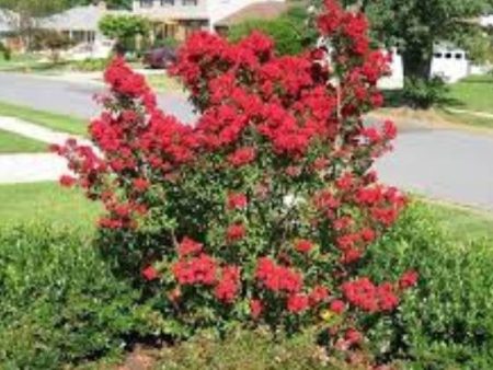 Victor ( Dwarf ) Red Crape Myrtle Discount