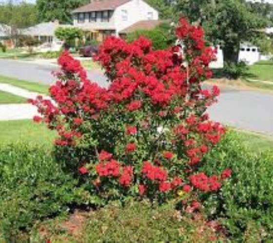 Victor ( Dwarf ) Red Crape Myrtle Discount