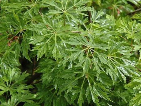 Green Cascade ( Full Moon ) Japanese Maple Hot on Sale