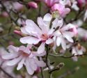 Leonard Messel Magnolia Hot on Sale