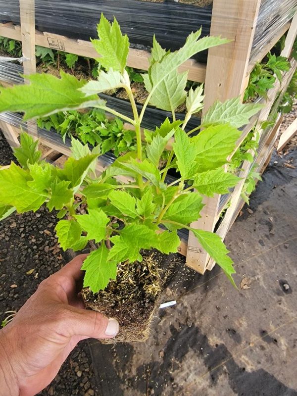 Pee Wee Dwarf Oakleaf Hydrangea on Sale