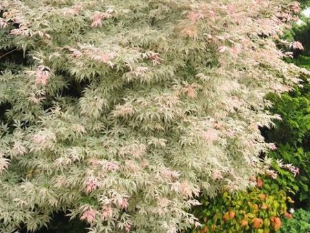 Floating Cloud ( Ukigumo ) Japanese Maple Supply