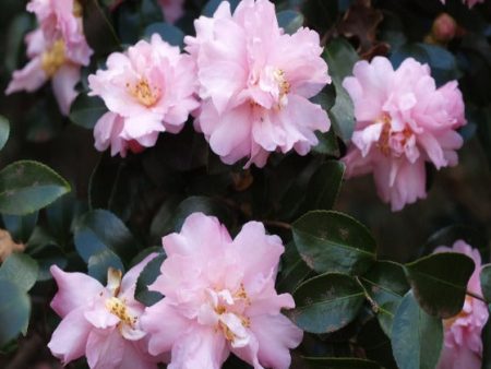 Pink Snow Camellia Sasanqua Online now