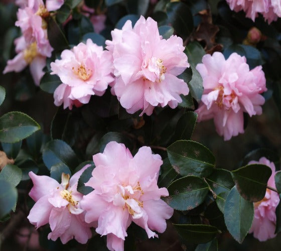 Pink Snow Camellia Sasanqua Online now