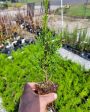 Emerald Green Arborvitae ( Thuja ) Supply