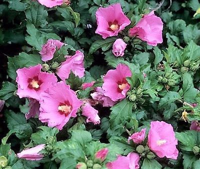 Aphrodite Hibiscus ( Althea ) - Rose Of Sharon Cheap