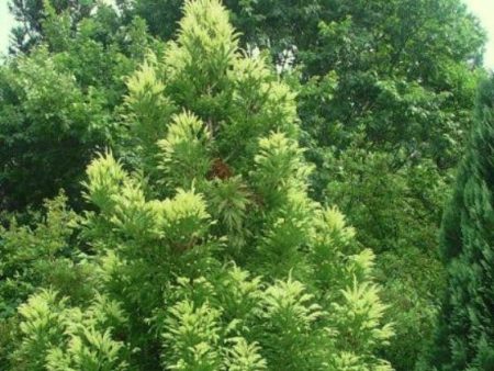 Sekkan Sugi ( Golden Curls ) Cryptomeria For Cheap