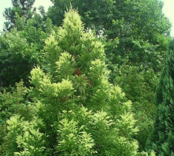 Sekkan Sugi ( Golden Curls ) Cryptomeria For Cheap