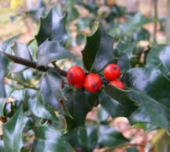 Dragon Lady Holly Tree ( ilex aquipernyi ) Online