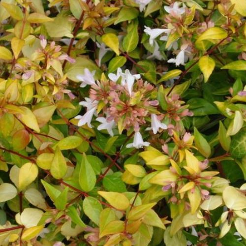 Francis Mason Abelia Grandiflora Online Hot Sale