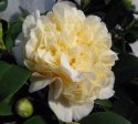 Jurys Yellow Camellia For Cheap