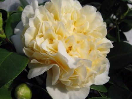 Jurys Yellow Camellia For Cheap