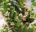 Black Dragon Cryptomeria ( japanese cedar ) Supply