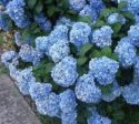 Nikko Blue Mophead Hydrangea Discount