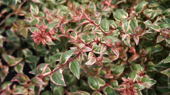 Mardi Gras Variegated Abelia For Discount