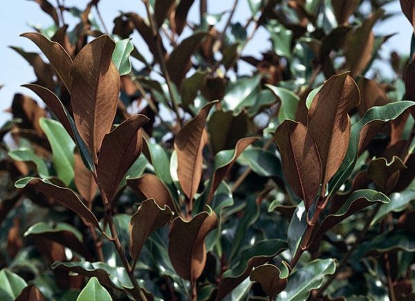 Brackens Brown Beauty Southern Magnolia Fashion