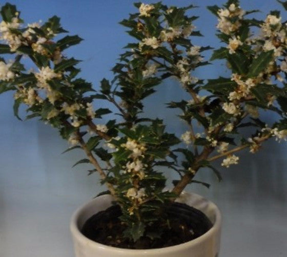 Fragrant Princess Dwarf Tea Olive ( osmanthus ) For Sale