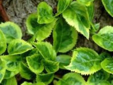 Firefly Variegated Climbing Hydrangea For Discount