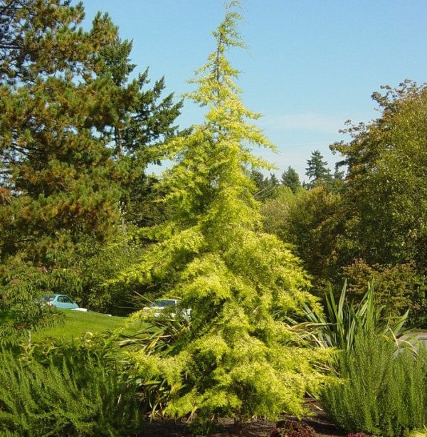 Golden Deodar Cedar Online