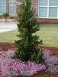 Black Dragon Cryptomeria ( japanese cedar ) Supply