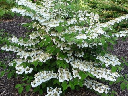 Shasta Viburnum plicatum tomentosum Supply