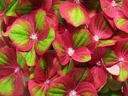 Tilt A Swirl™ Mophead Hydrangea Cheap