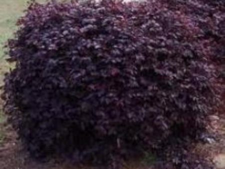 Burgundy Loropetalum ( chinese fringe ) Cheap