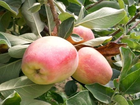 Anna Apple Tree ( Malus ) Online now