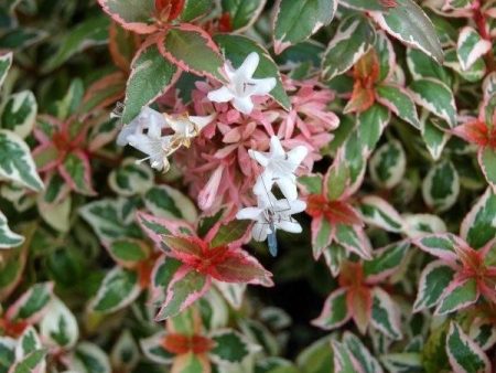 Mardi Gras Variegated Abelia For Discount