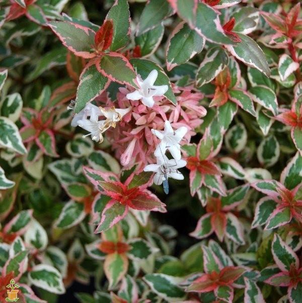 Mardi Gras Variegated Abelia For Discount