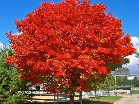 October Glory Red Maple Tree For Cheap