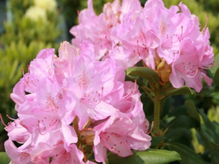 Roseum Pink Rhododendron Cheap