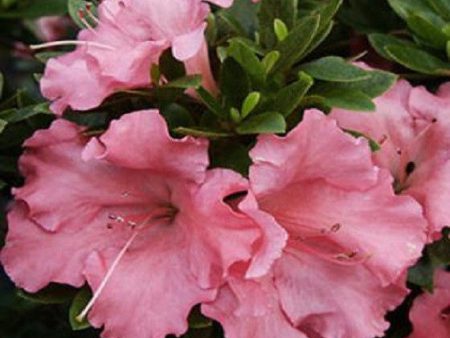 Gumpo Pink Dwarf Azalea on Sale