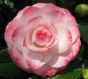 Grace Albritton pink camellia japonica Online