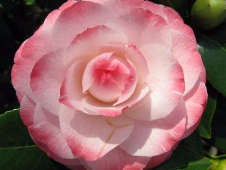 Grace Albritton pink camellia japonica Online