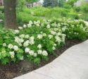 Sikes Dwarf Oakleaf Hydrangea Sale