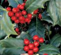 Robin™ Red Holly Tree Sale