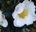 Falling Star White Camellia Sasanqua Online Hot Sale