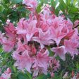 Spring Sensation Deciduous Aromi Azalea on Sale