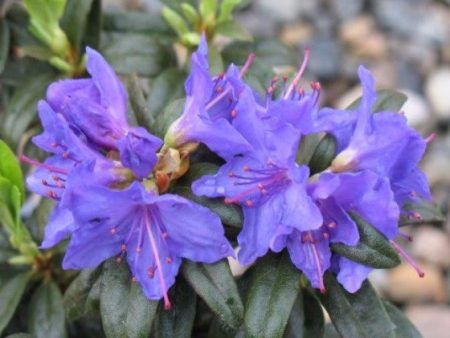 Blue Baron Rhododendron on Sale