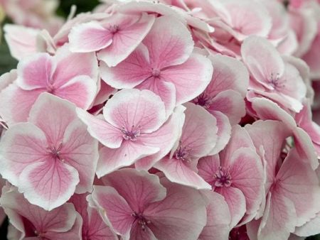 Wedding Ring Next Generation Hydrangea Cheap