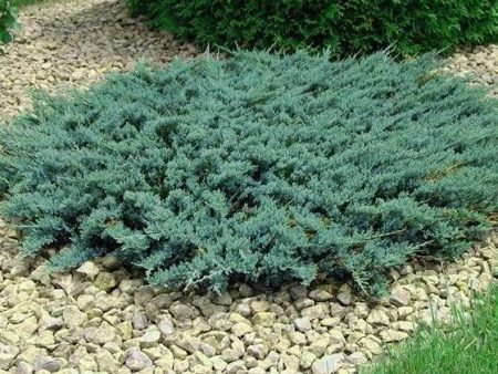 Blue Sargent Spreading Juniper For Sale